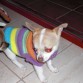 Estas son Lola y su amiga Pami, otra chihuahua